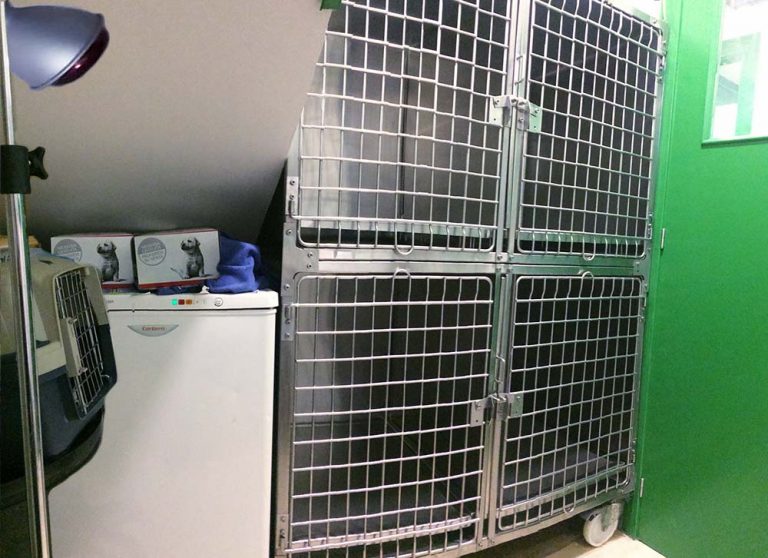 hospitalización perros y gatos de torrelavega en clinica veterinaria besaya