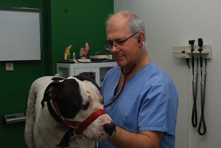 verterinario en torrelavega, osculta un perro de raza grande en la clínica