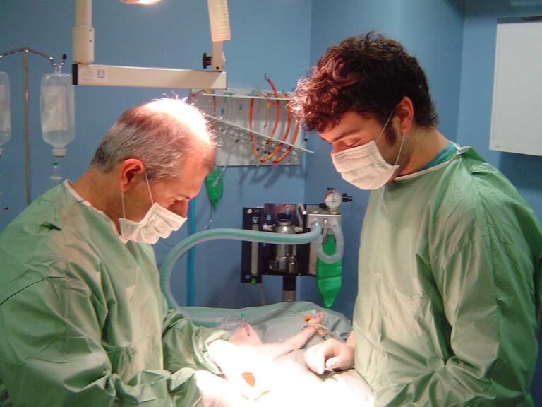 Agustín y Jose, operando a un gato en el quirófano de la clínica
