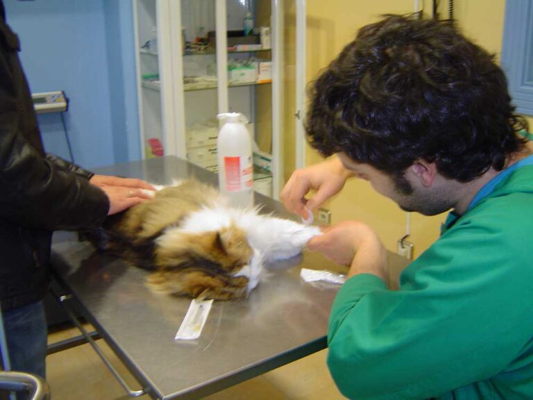 Jose curando a un gatito en la consulta de la clínica en torrelavega