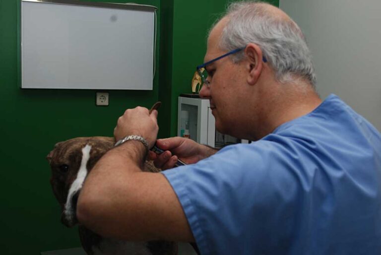 veterinario en torrelavega, examinado el oído de un perro en una consulta rutinaria